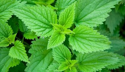 Herbs for removing parasites from the body