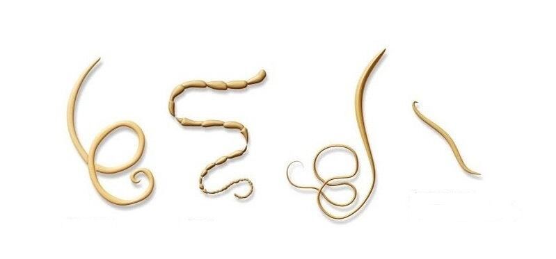 types of parasites in humans