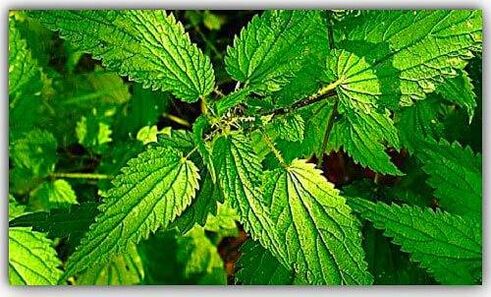 nettle against parasites
